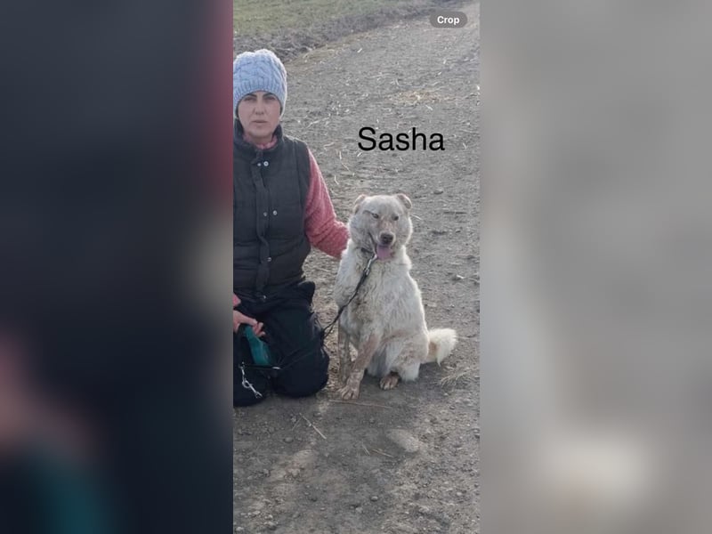 Sasha - ein Kriegsflüchtling sucht seinen Platz für's Leben
