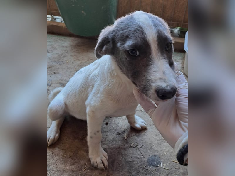 DANTE - Traumhund sucht Traumzuhause