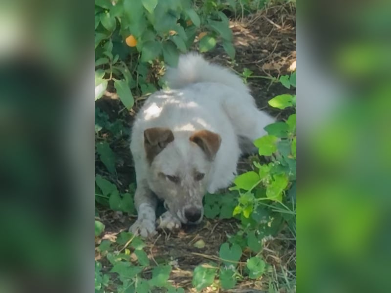 Sasha - ein Kriegsflüchtling sucht seinen Platz für's Leben