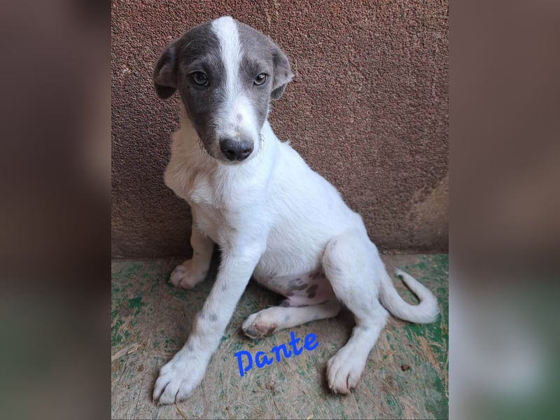 DANTE - Traumhund sucht Traumzuhause