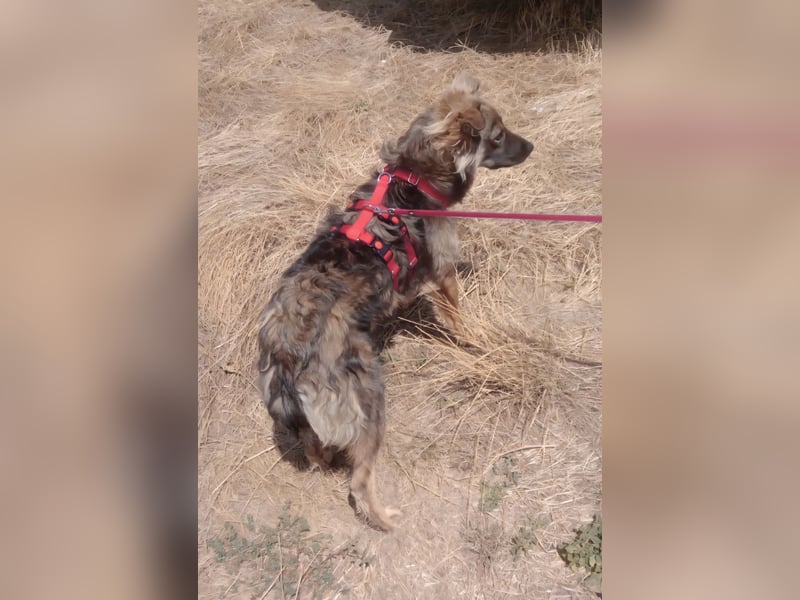 MAX - Traumhund sucht Traumzuhause