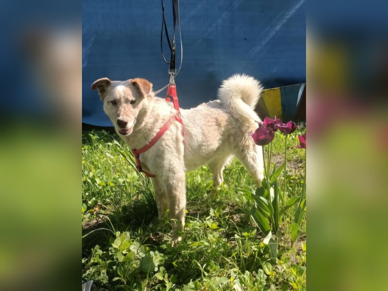 Sasha - ein Kriegsflüchtling sucht seinen Platz für's Leben