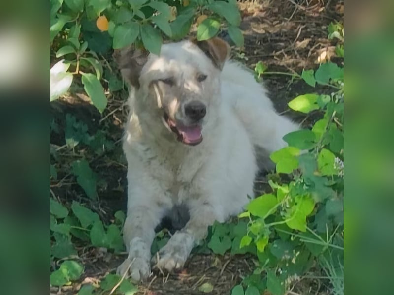 Sasha - ein Kriegsflüchtling sucht seinen Platz für's Leben