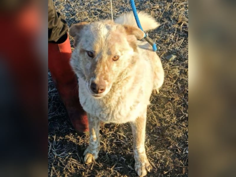 Sasha - ein Kriegsflüchtling sucht seinen Platz für's Leben