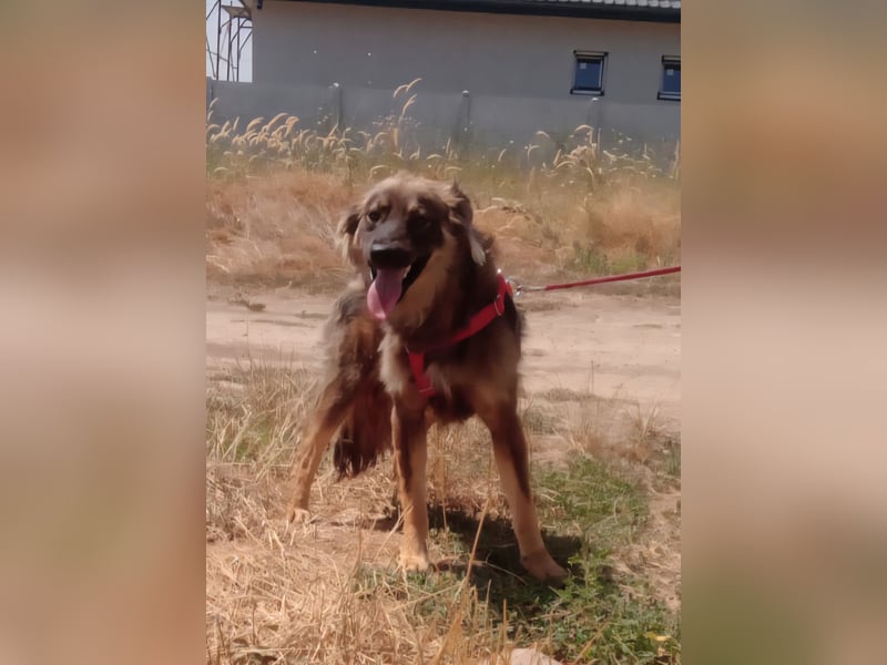 MAX - Traumhund sucht Traumzuhause