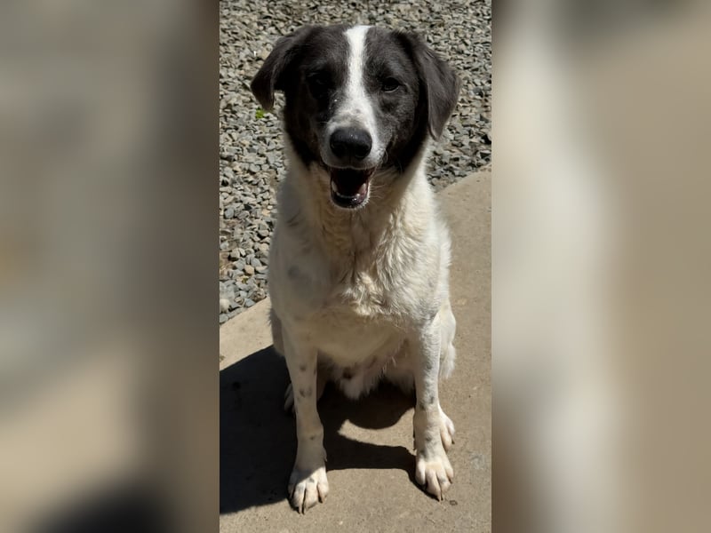 DANTE - Traumhund sucht Traumzuhause