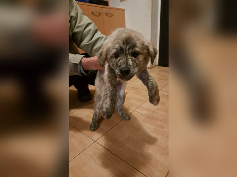 MAX - Traumhund sucht Traumzuhause