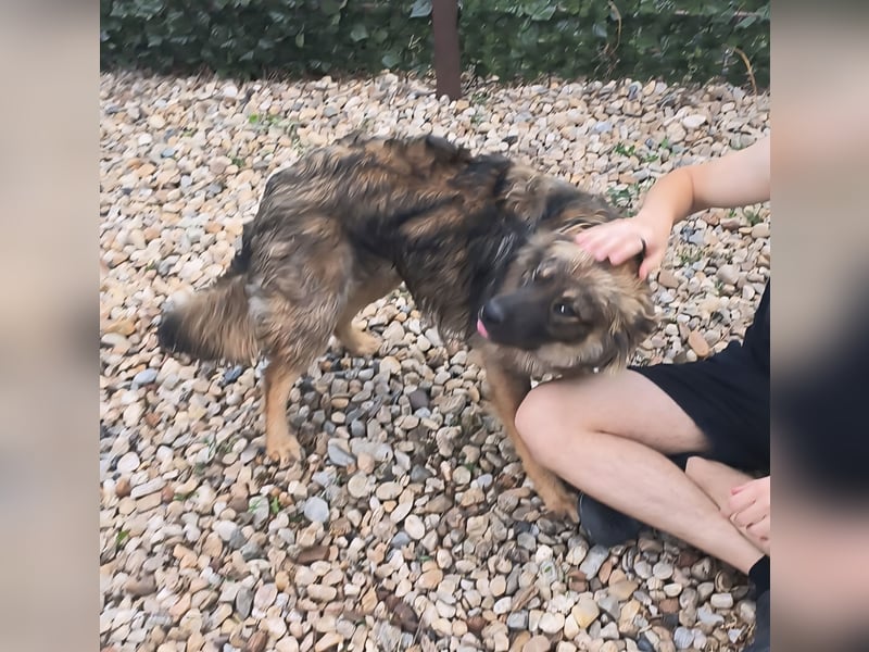 MAX - Traumhund sucht Traumzuhause