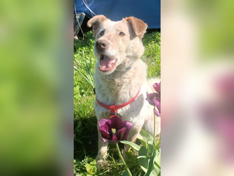 Sasha - ein Kriegsflüchtling sucht seinen Platz für's Leben