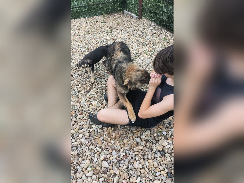 MAX - Traumhund sucht Traumzuhause