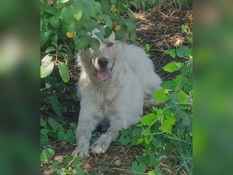 Sasha - ein Kriegsflüchtling sucht seinen Platz für's Leben
