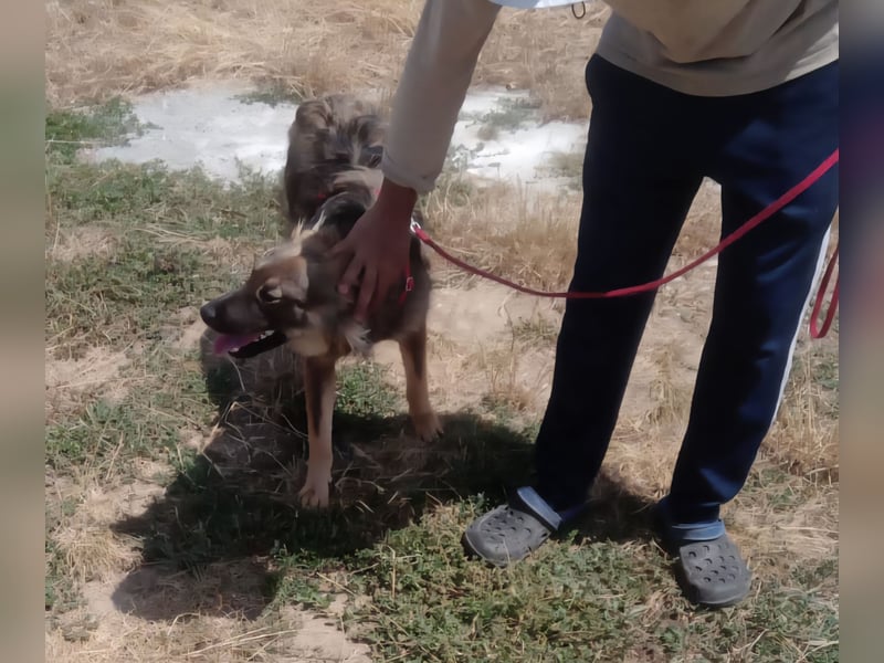 MAX - Traumhund sucht Traumzuhause