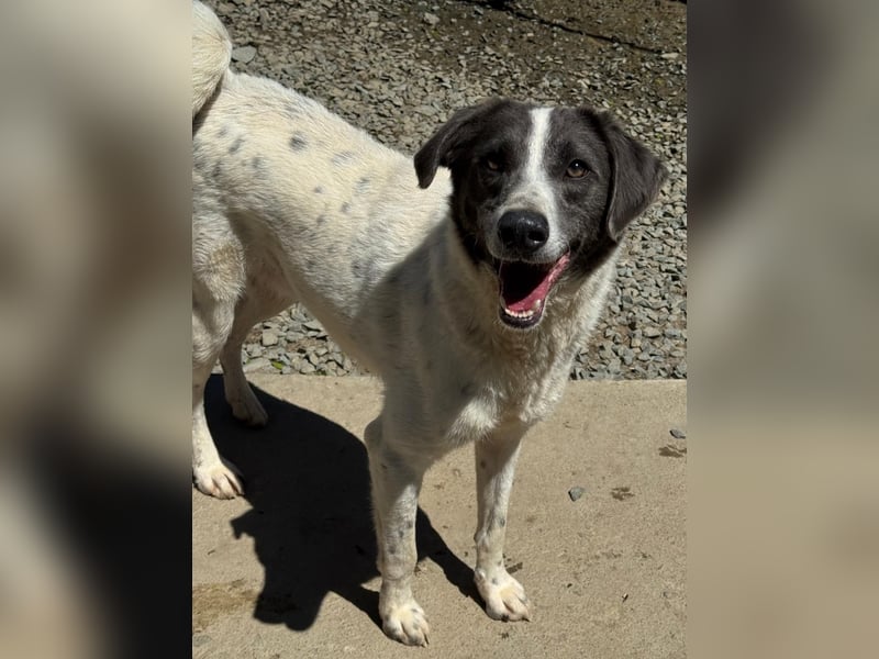 DANTE - Traumhund sucht Traumzuhause