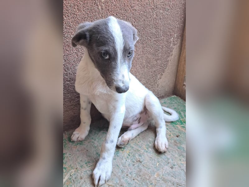 DANTE - Traumhund sucht Traumzuhause