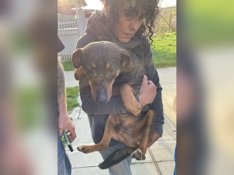 Julius, kleiner Senior möchte noch ein paar schöne Jahre erleben