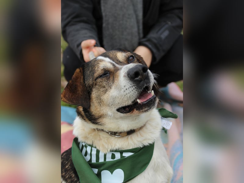 Folti, freundlich, lieb und im besten Alter
