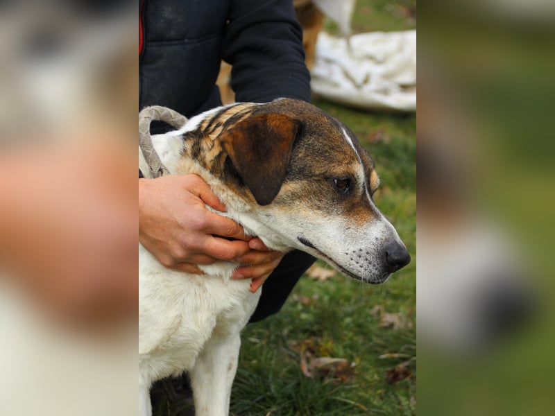 Folti, freundlich, lieb und im besten Alter