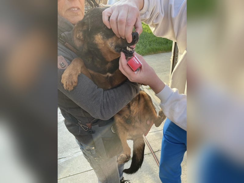 Julius, kleiner Senior möchte noch ein paar schöne Jahre erleben