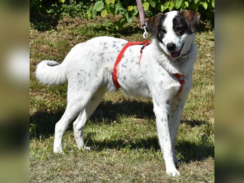 "Apollo", männlich, Mischling groß, geb. 01.07.2024, 60 cm