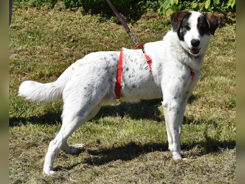 "Apollo", männlich, Mischling groß, geb. 01.07.2024, 60 cm