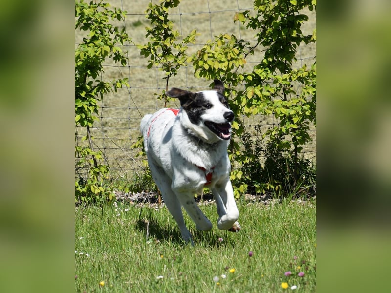 "Apollo", männlich, Mischling groß, geb. 01.07.2024, 60 cm