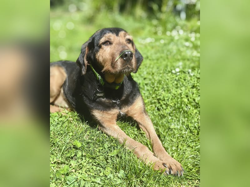 LUCA (*2019) auf Pflegestelle in 76829 Landau in der Pfalz
