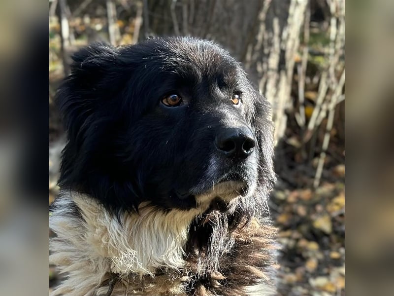 PETKO (*2018) sucht ein liebevolles Zuhause