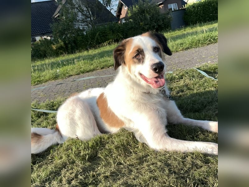 HIRO- auf Pflegestelle in 67459 Böhl- Iggelheim