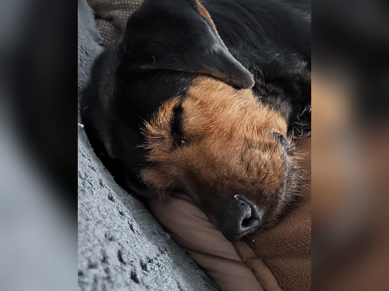 LUCA (*2019) auf Pflegestelle in 76829 Landau in der Pfalz