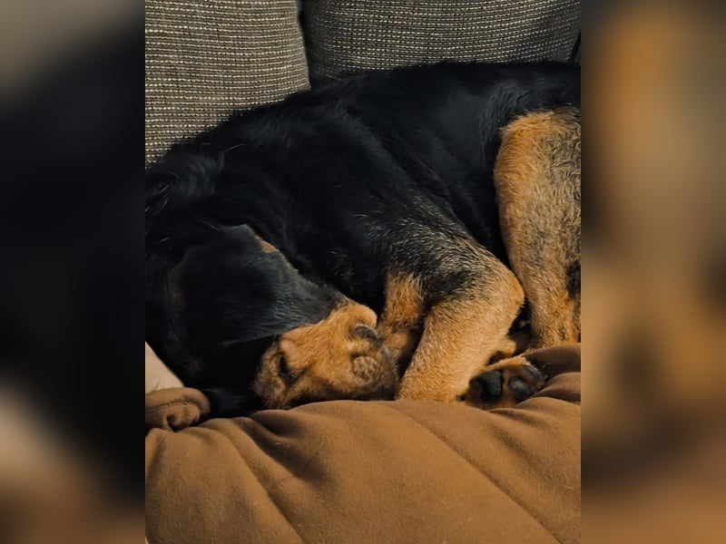LUCA (*2019) auf Pflegestelle in 76829 Landau in der Pfalz