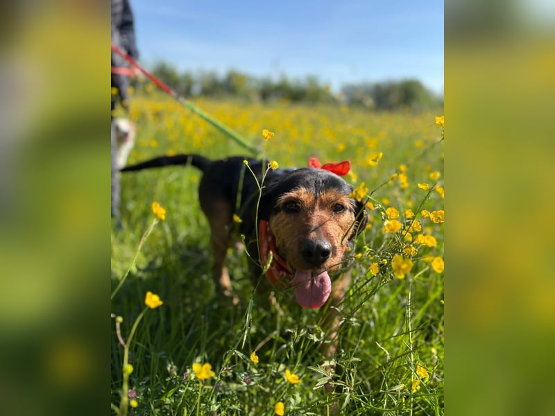 LUCA (*2019) auf Pflegestelle in 76829 Landau in der Pfalz