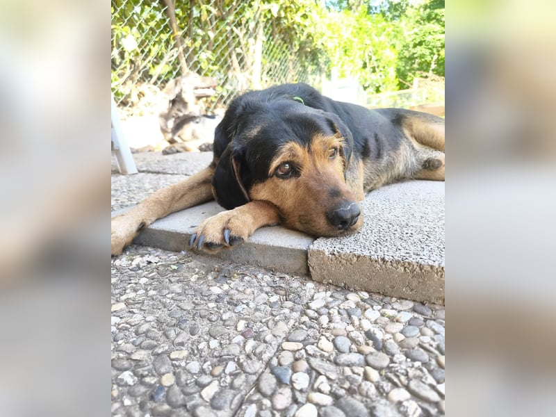 LUCA (*2019) auf Pflegestelle in 76829 Landau in der Pfalz