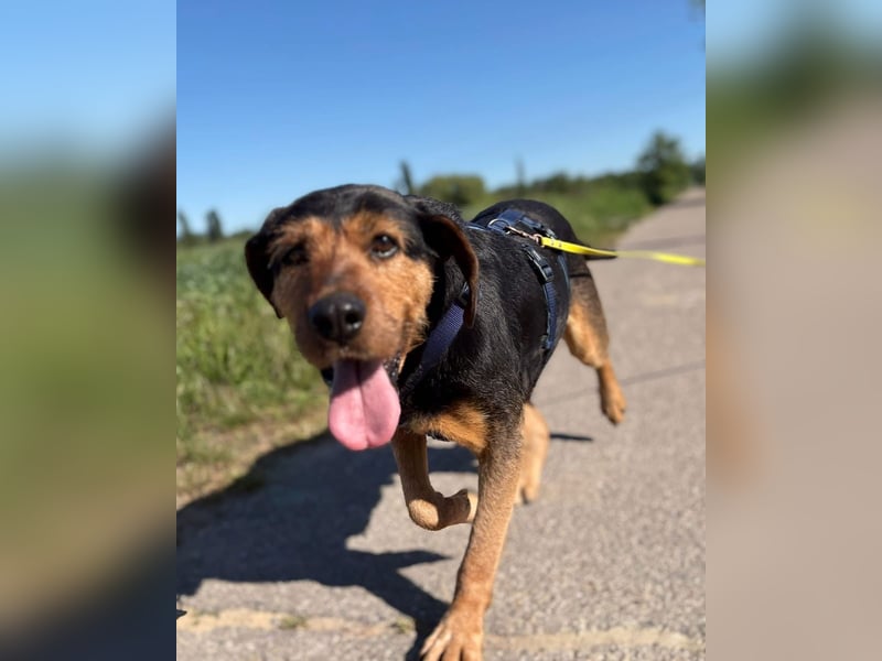 LUCA (*2019) auf Pflegestelle in 76829 Landau in der Pfalz