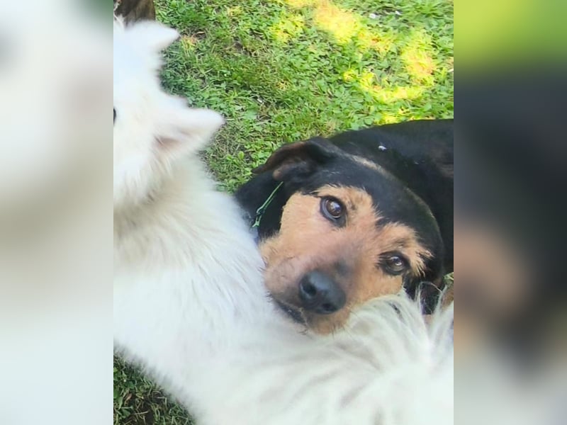 LUCA (*2019) auf Pflegestelle in 76829 Landau in der Pfalz