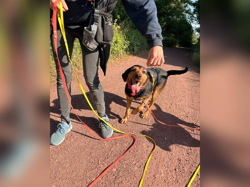 LUCA (*2019) auf Pflegestelle in 76829 Landau in der Pfalz
