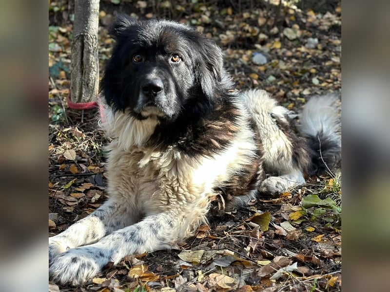 PETKO (*2018) sucht ein liebevolles Zuhause