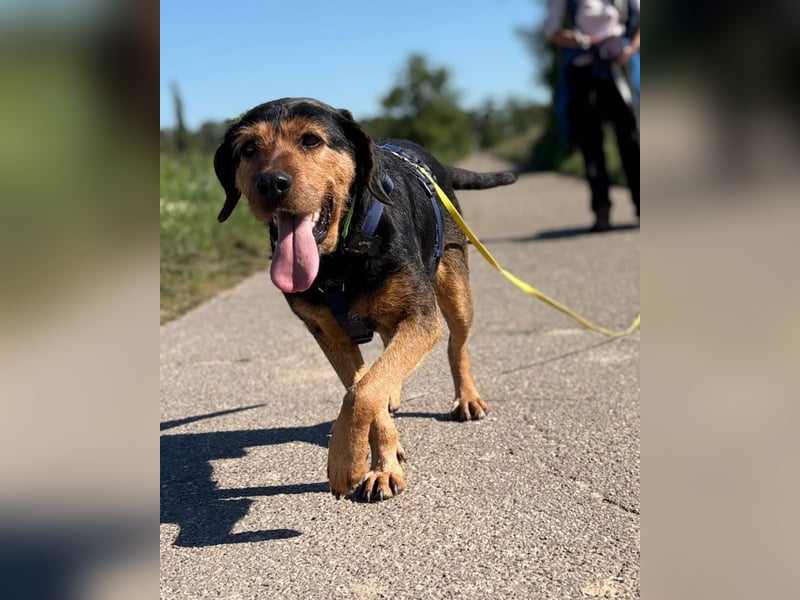 LUCA (*2019) auf Pflegestelle in 76829 Landau in der Pfalz