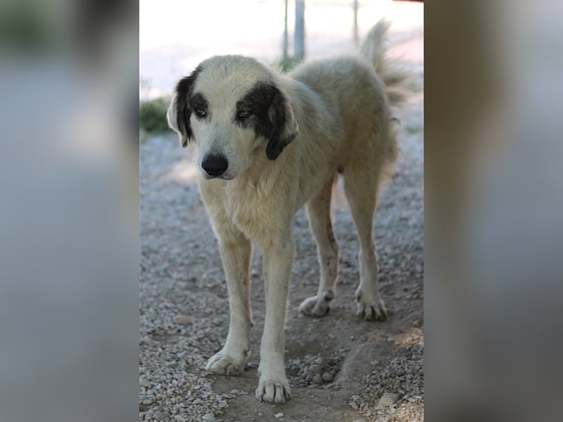 Günter, geb. ca. 09/2018, lebt in GRIECHENLAND, im städt. Tierheim Serres