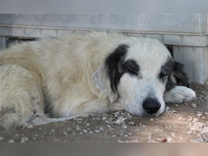 Günter, geb. ca. 09/2018, lebt in GRIECHENLAND, im städt. Tierheim Serres