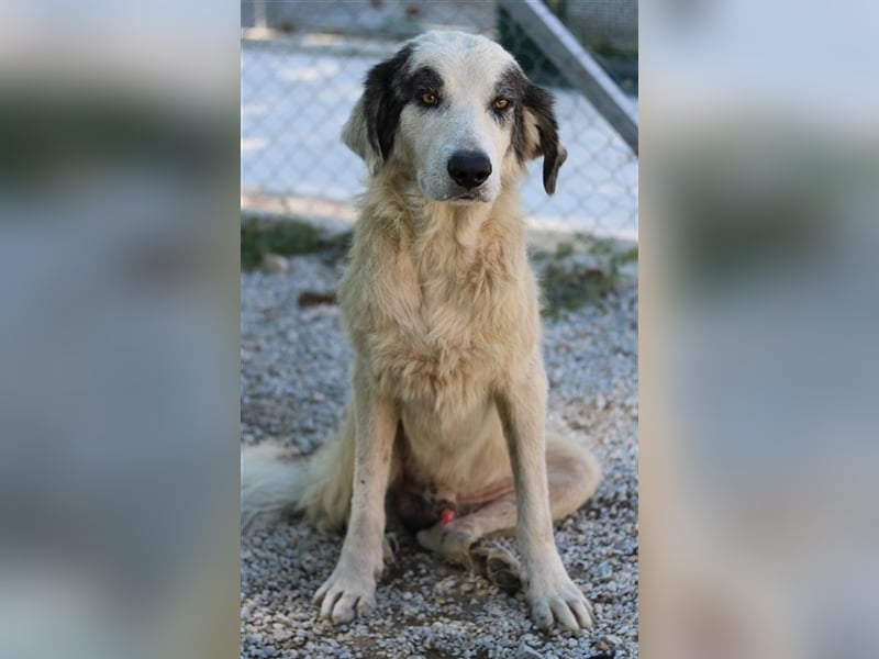 Günter, geb. ca. 09/2018, lebt in GRIECHENLAND, im städt. Tierheim Serres