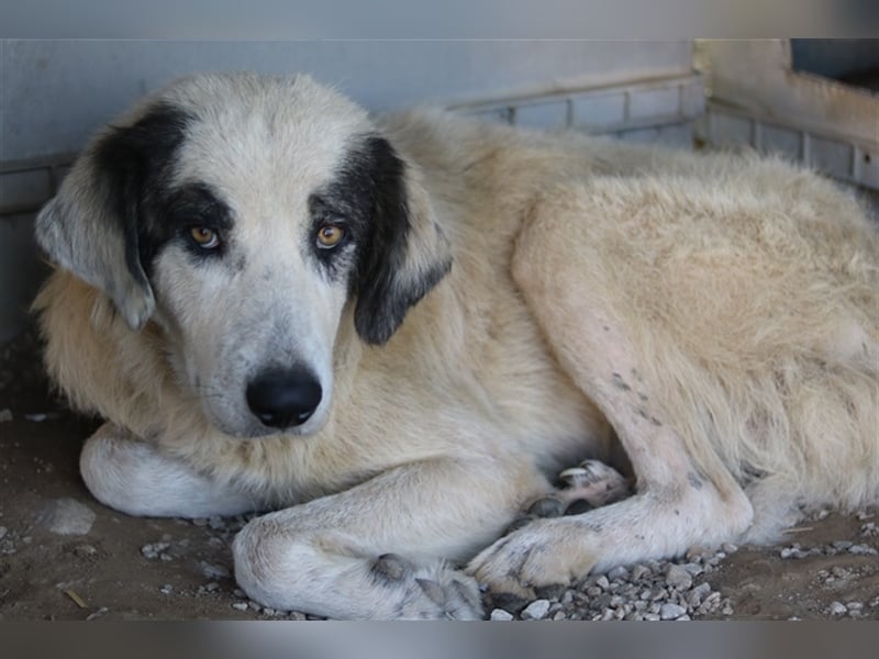 Günter, geb. ca. 09/2018, lebt in GRIECHENLAND, im städt. Tierheim Serres