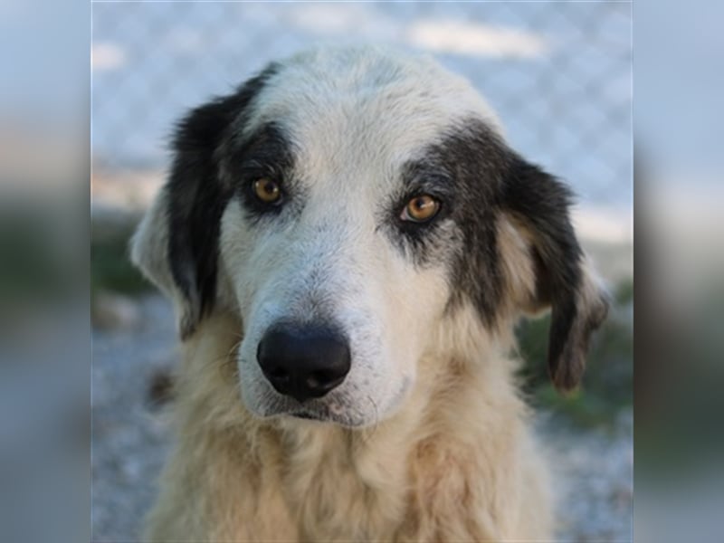 Günter, geb. ca. 09/2018, lebt in GRIECHENLAND, im städt. Tierheim Serres