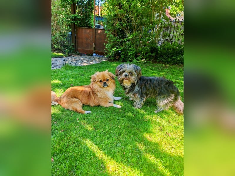 Rocky Shih Tzu Mischling sucht liebevolles Zuhause