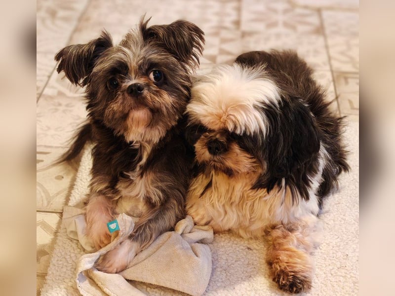 Rocky Shih Tzu Mischling sucht liebevolles Zuhause