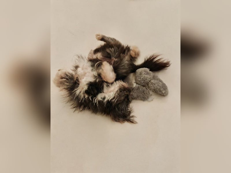 Rocky Shih Tzu Mischling sucht liebevolles Zuhause