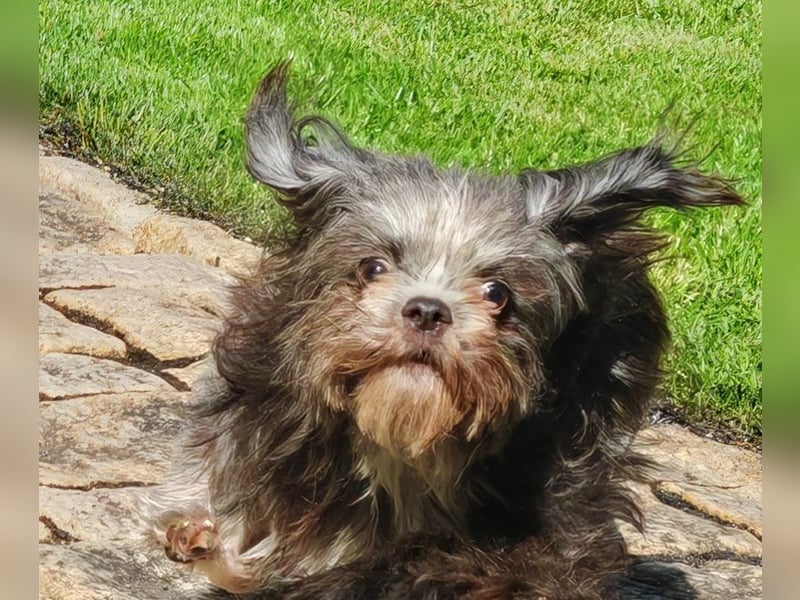 Rocky Shih Tzu Mischling sucht liebevolles Zuhause
