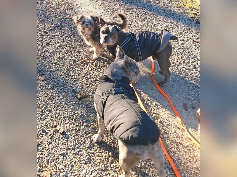 Rocky Shih Tzu Mischling sucht liebevolles Zuhause