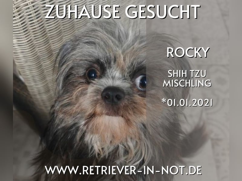Rocky Shih Tzu Mischling sucht liebevolles Zuhause