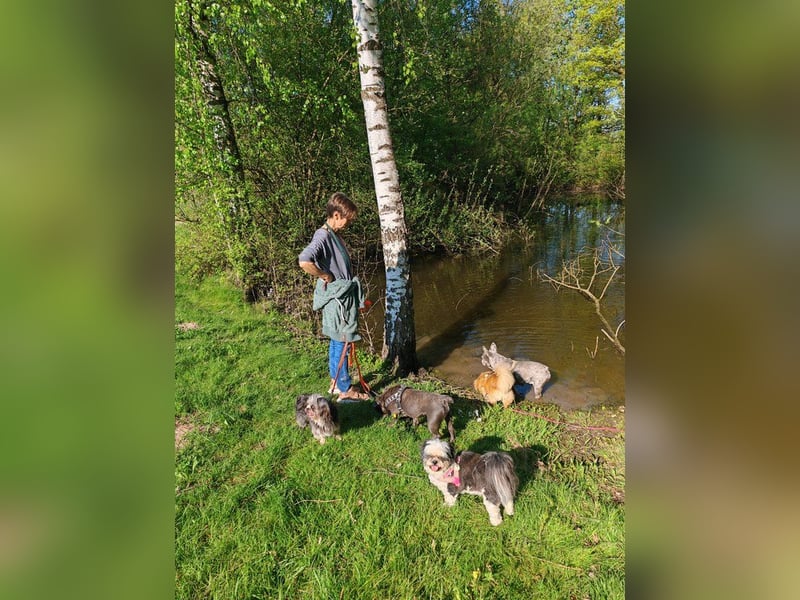Rocky Shih Tzu Mischling sucht liebevolles Zuhause