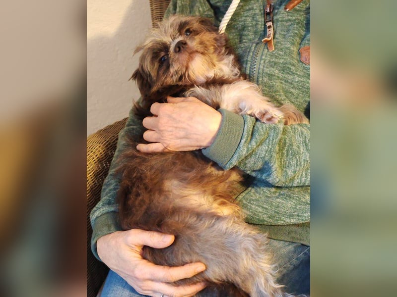 Rocky Shih Tzu Mischling sucht liebevolles Zuhause